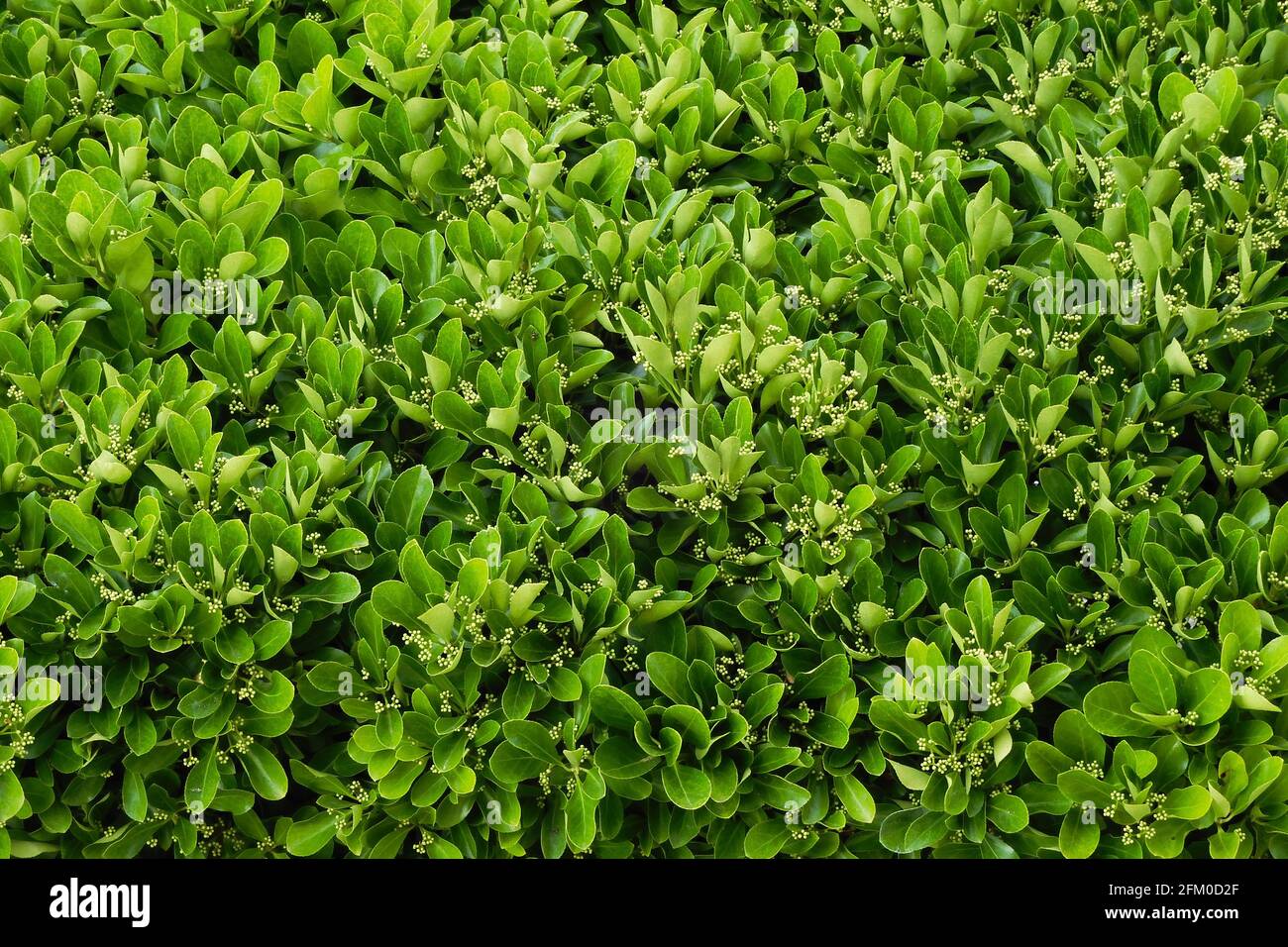 Green leafy hedge texture of leaves in Palavas les Flots, Occitanie, south of France Stock Photo