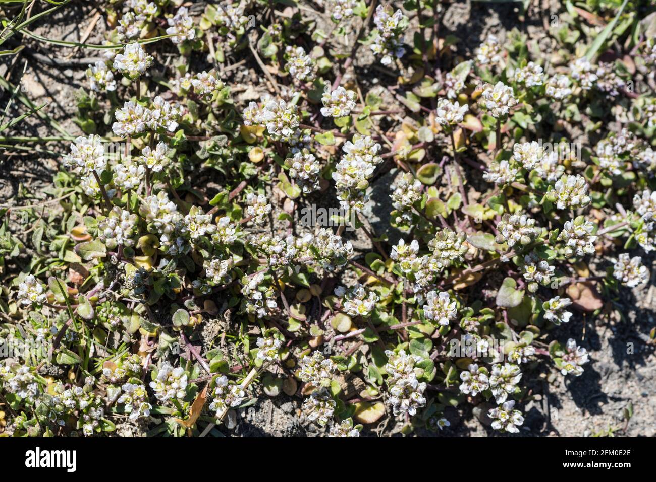 Kerb side growth of Danish Scurvygrass (Cochlearia danica) Stock Photo