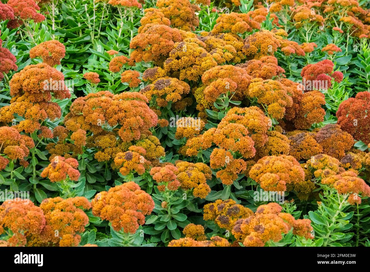 Sedum Spectabilis or Autumn Joy plants in the International Rose Garden