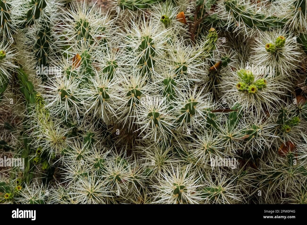 A prickly Cylindropuntia Tunicata in the Botanic gardens in Adelaide Australia. The plant is a native of Mexico. Stock Photo