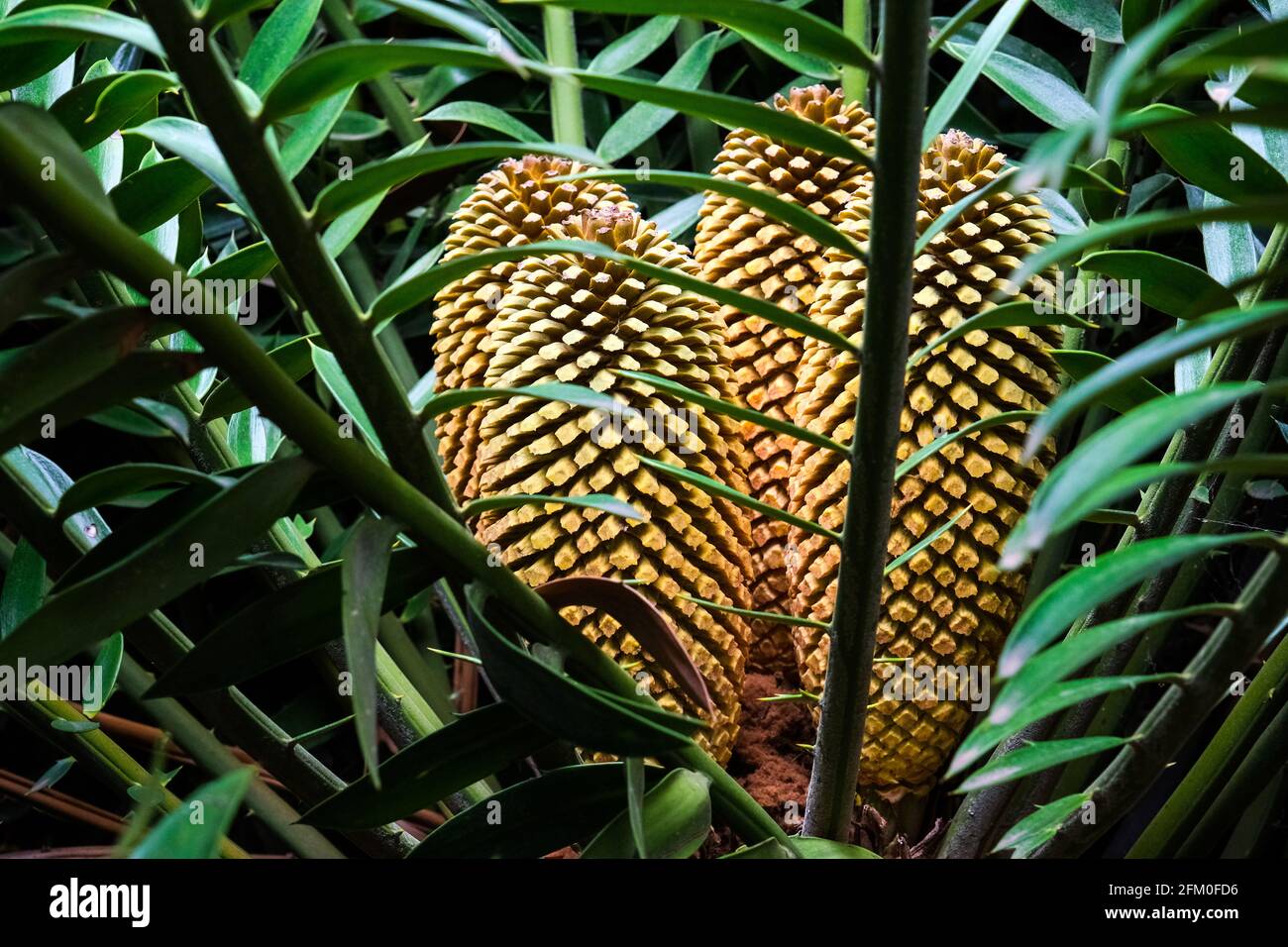 A Bread Tree or Encephalartos in the Botanic Gardens in Adelaide Australia Stock Photo