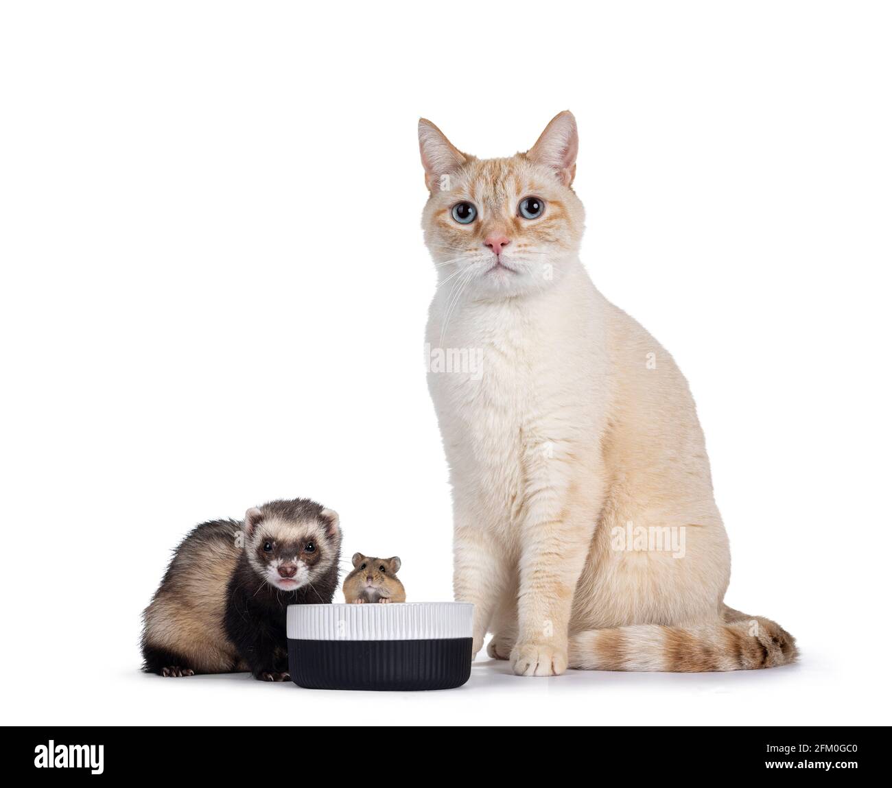 Friendly ferret Cut Out Stock Images & Pictures Alamy