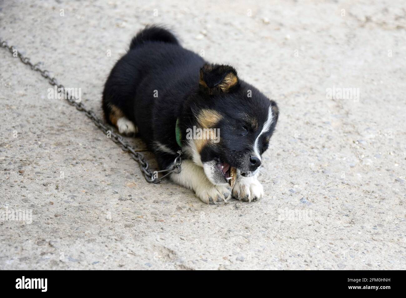 Why Is My Dog Closing His Eyes