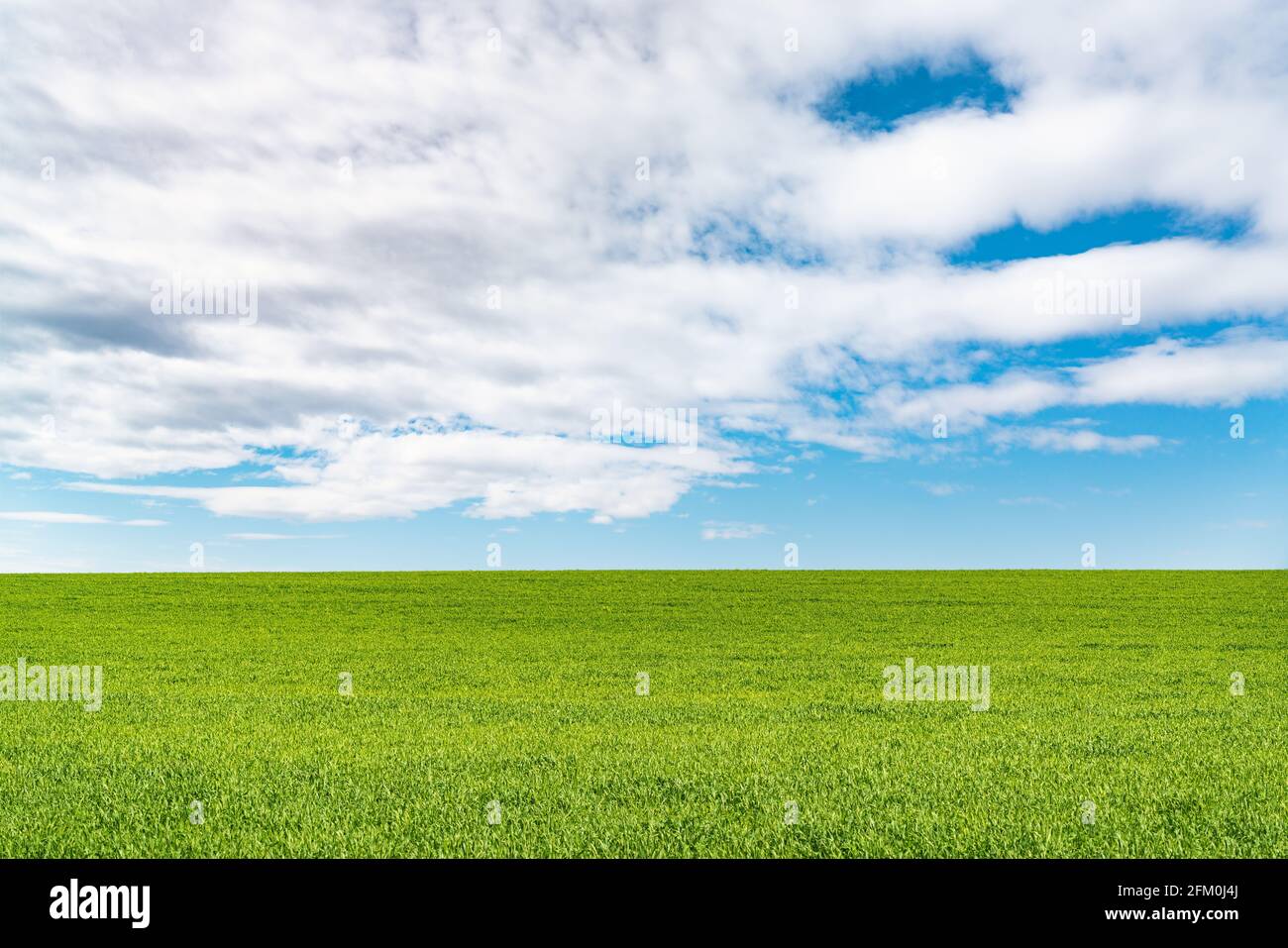 Landscape view of green grass on field with blue sky and clouds ...