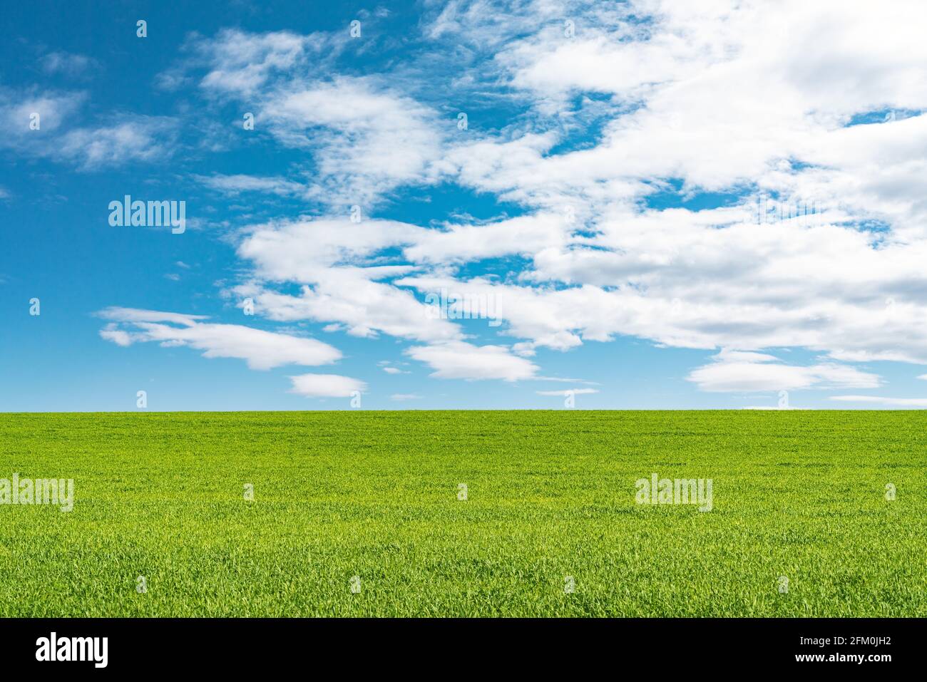 Landscape view of green grass on field with blue sky and clouds ...