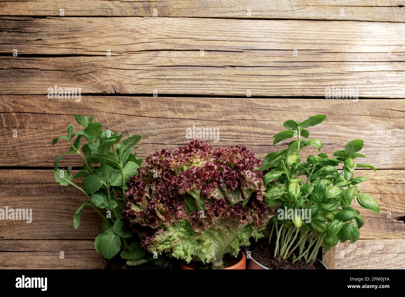 Gardening and healthy eating concept with different herbs and salad leaves on wooden background Stock Photo