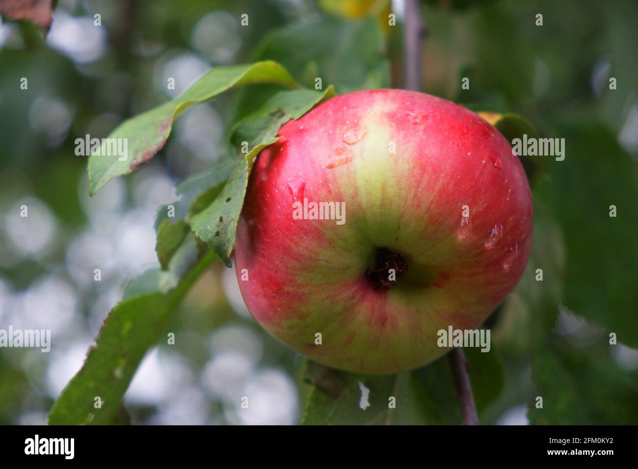 One large red-sided apple on a tree branch, close-up. Ripe fruit. Stock Photo