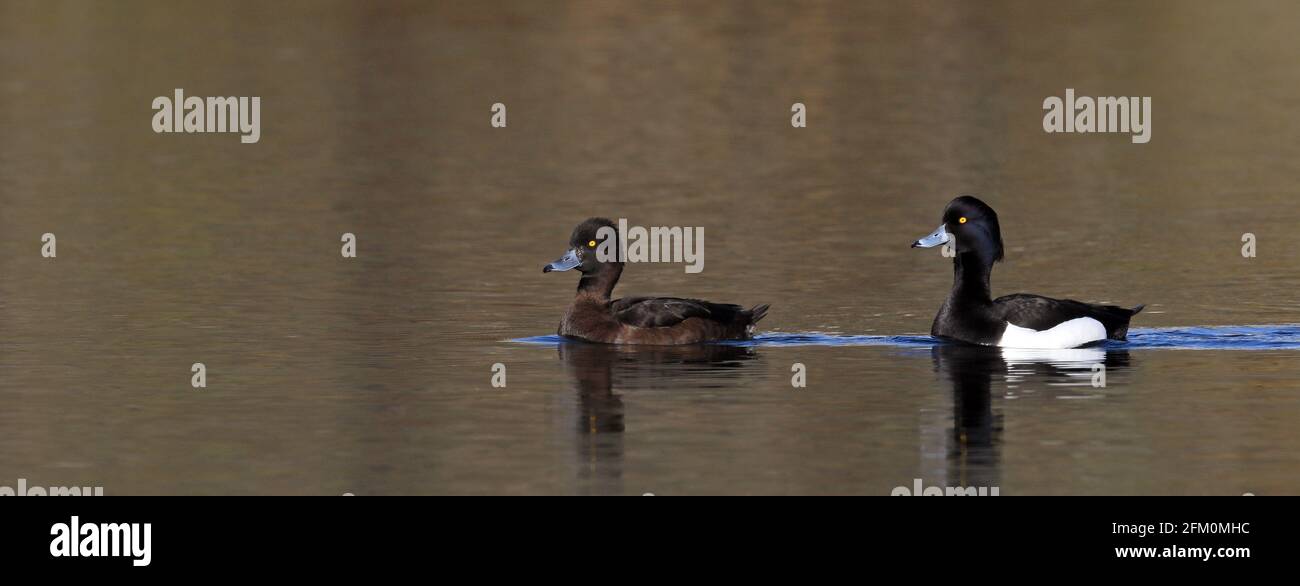 Pair of Tufted duck, swimming in calm water, spring season Stock Photo
