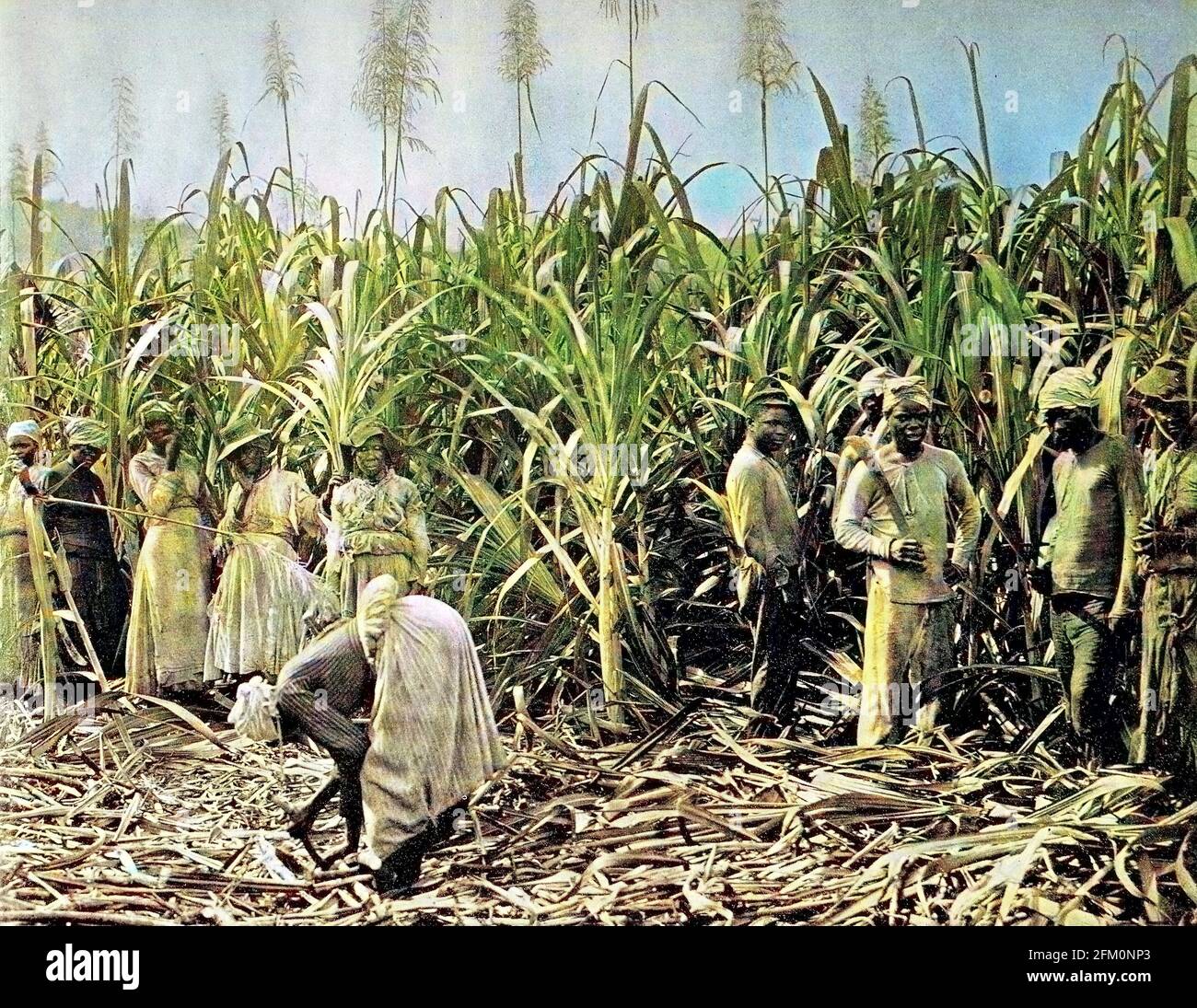 Sugar Plantations In Jamaica Hi Res Stock Photography And Images Alamy