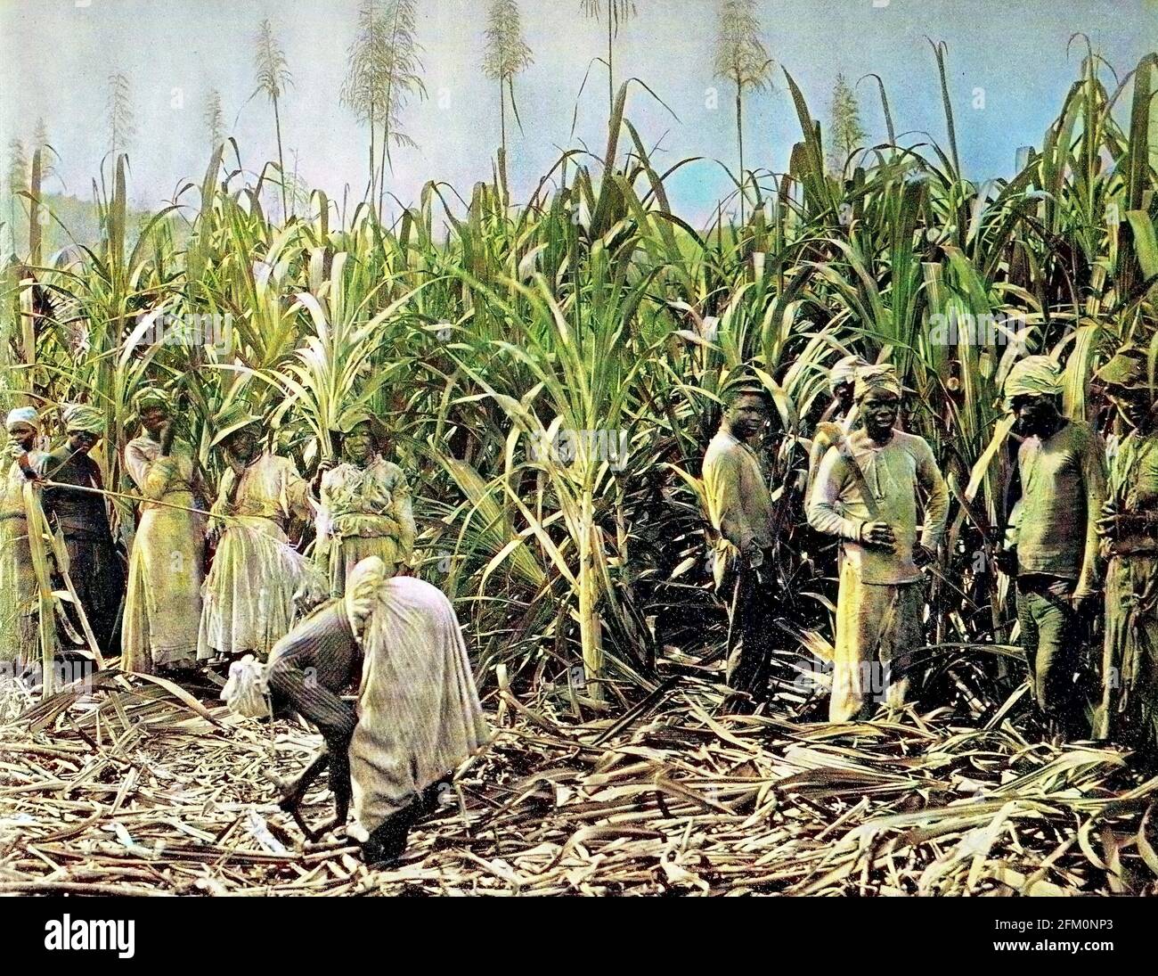 Sugar Plantation Caribbean Illustration Hi res Stock Photography And 
