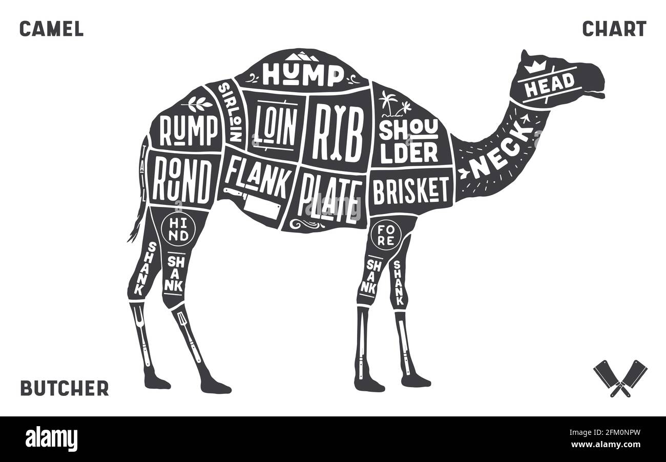 Camel, dromedary. Scheme, diagram, chart pork, butcher guide Stock Vector