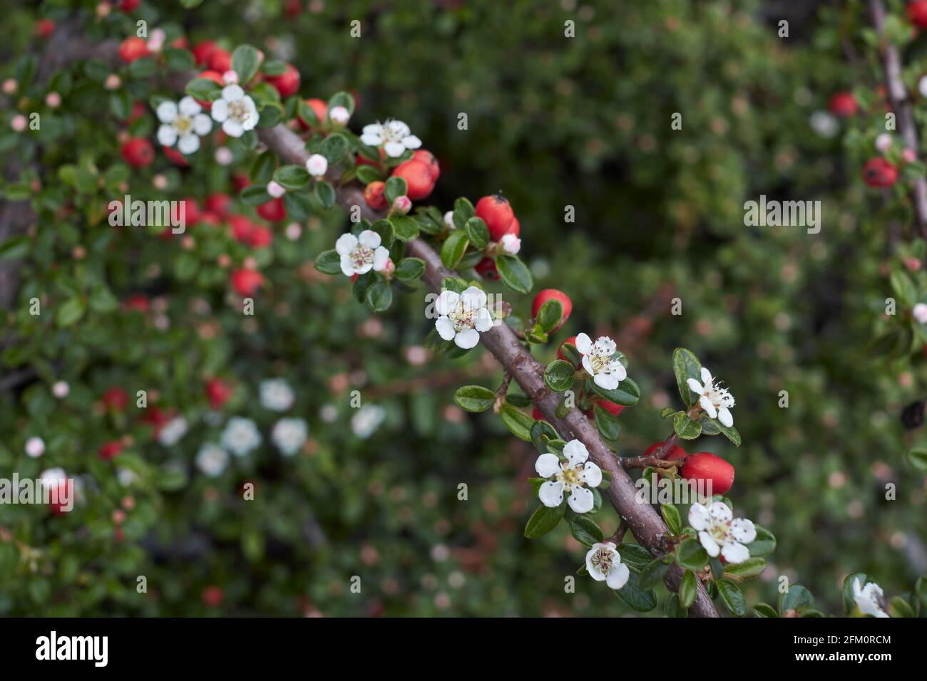 Cotoneaster microphyllus shrub in bloom Stock Photo