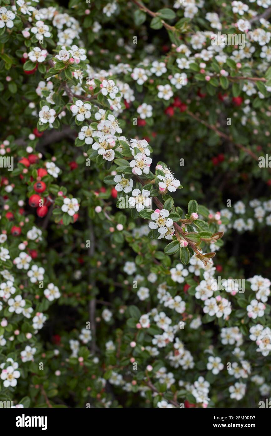 Cotoneaster microphyllus shrub in bloom Stock Photo