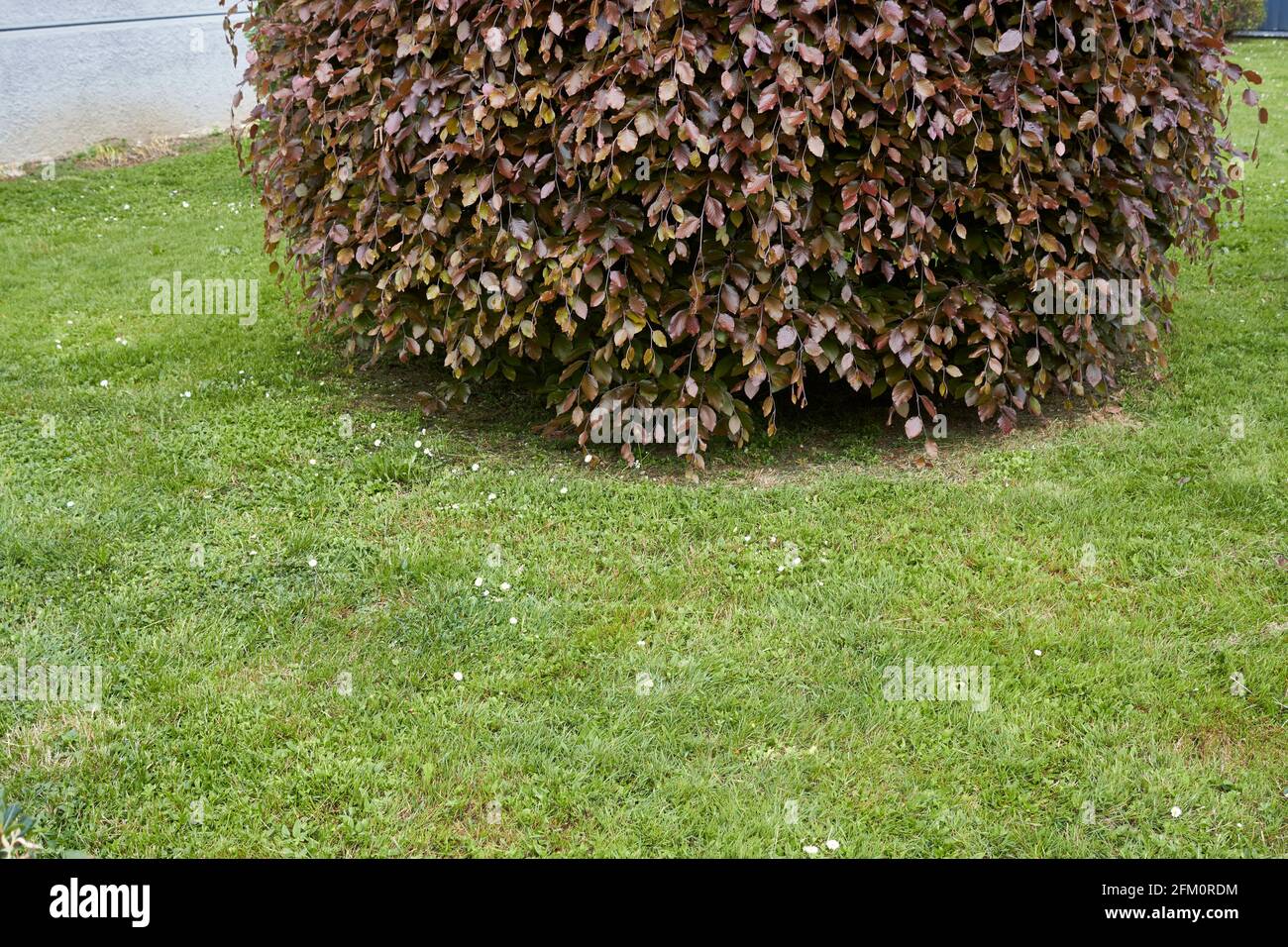 reddish foliage of Fagus sylvatica pendula Stock Photo