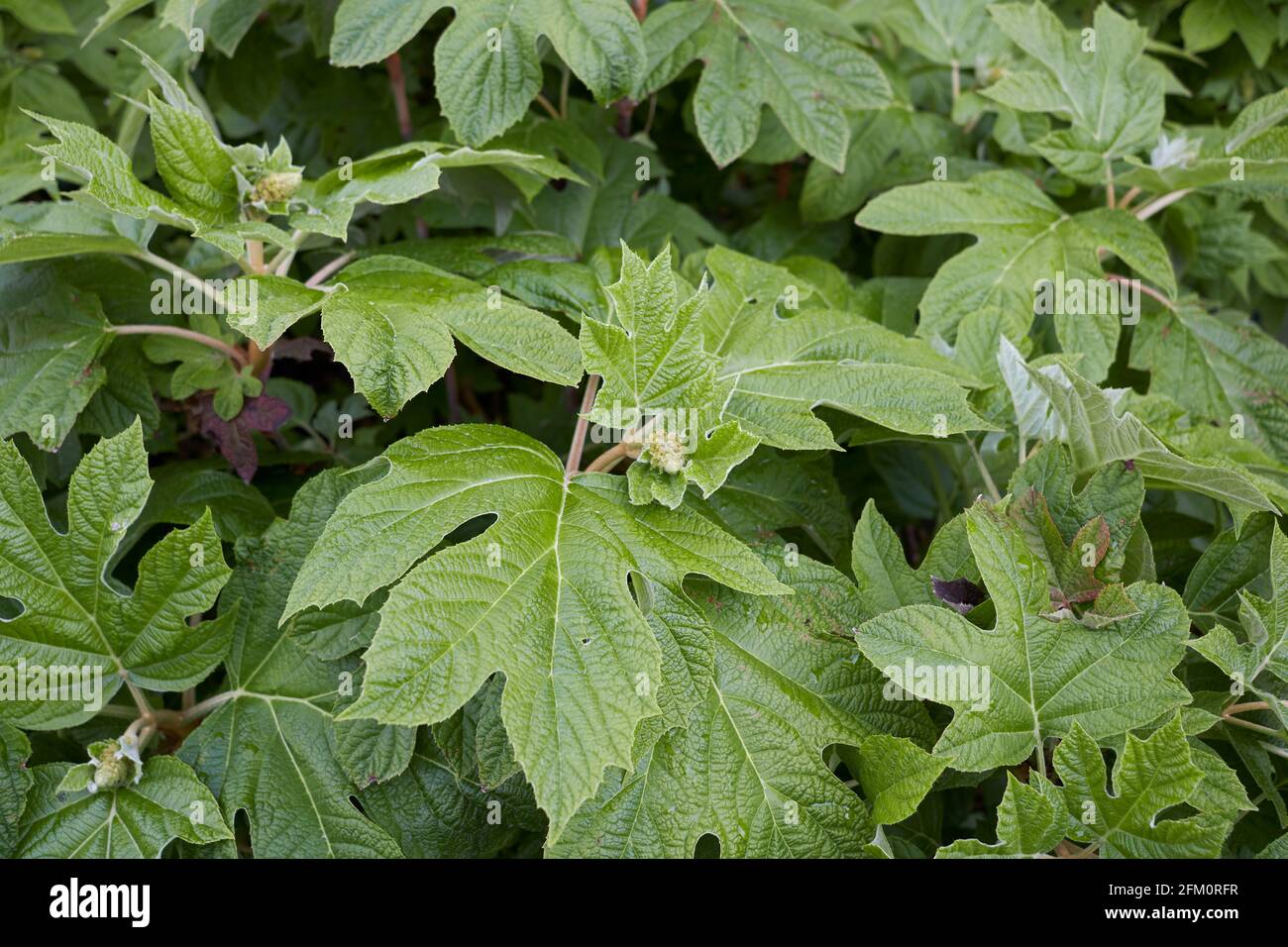 Hydrangea quercifolia  fresh leaves Stock Photo