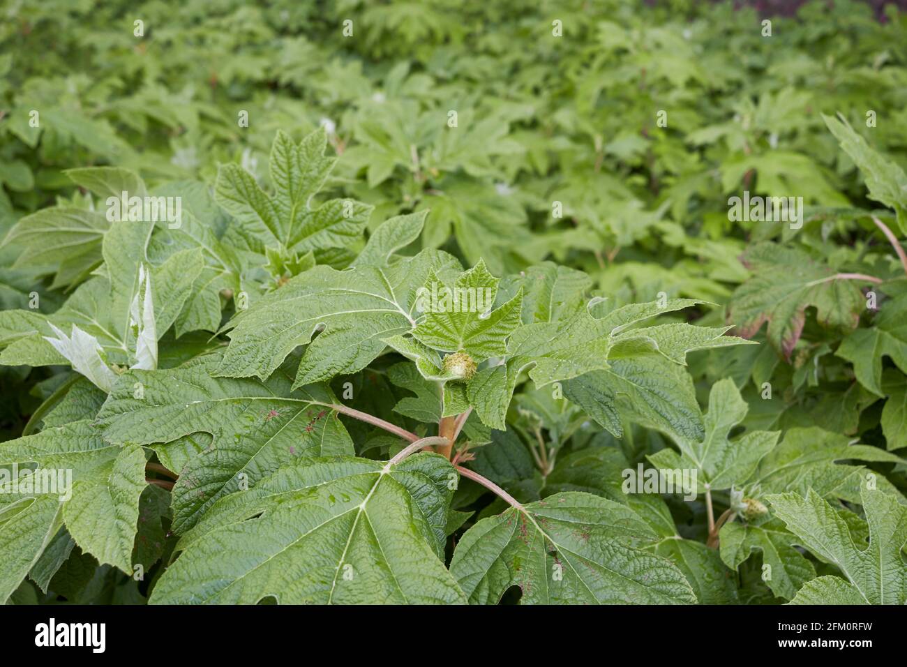 Hydrangea quercifolia  fresh leaves Stock Photo