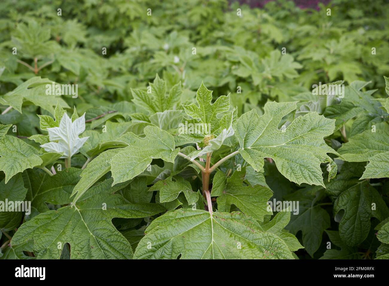 Hydrangea quercifolia fresh leaves Stock Photo