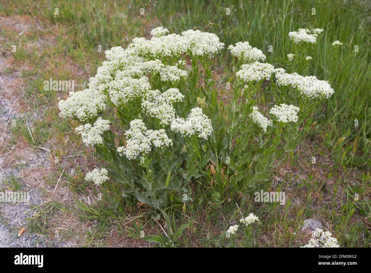 Lepidium draba creamy white inflorescence Stock Photo