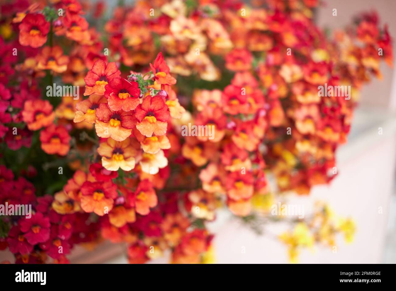 Nemesia strumosa colorful flowers Stock Photo