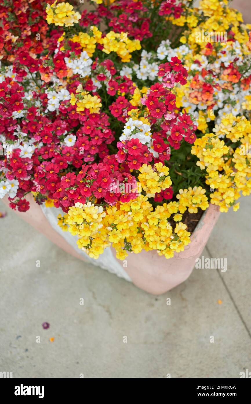 Nemesia strumosa colorful flowers Stock Photo