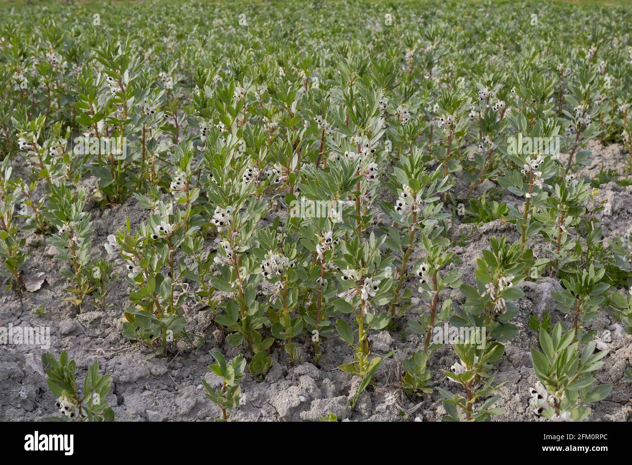 Vicia faba agricultural filed Stock Photo