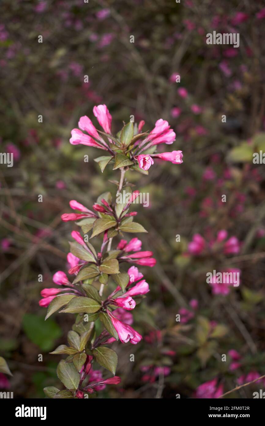 Weigela florida purpurea pink flowers Stock Photo Alamy