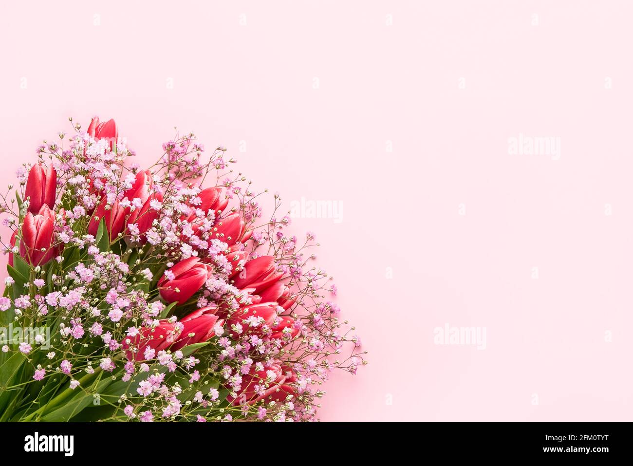 Pink tulips and gypsophila flowers bouquet on a pink background ...