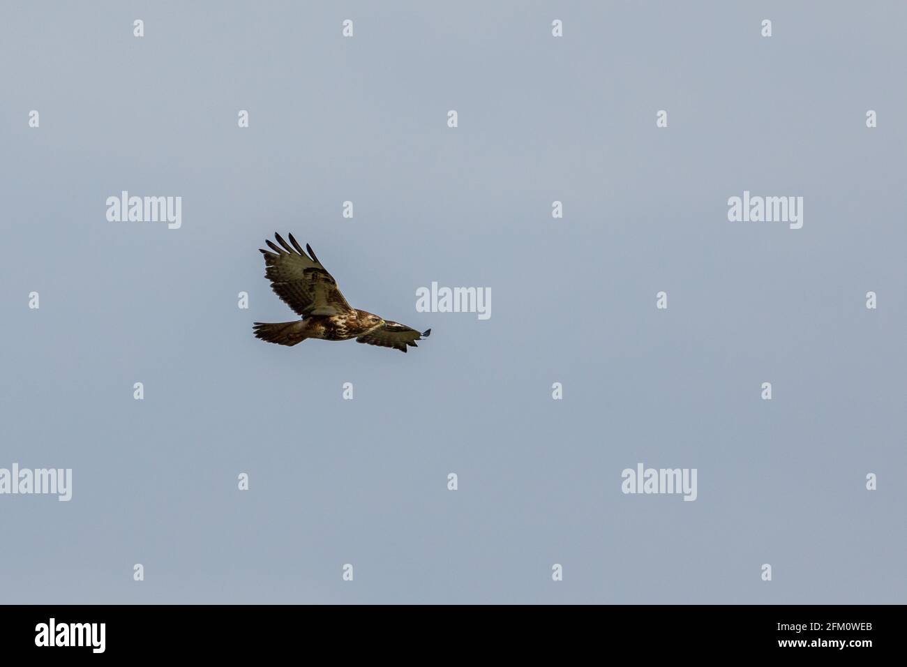 A common buzzard in the air Stock Photo Alamy