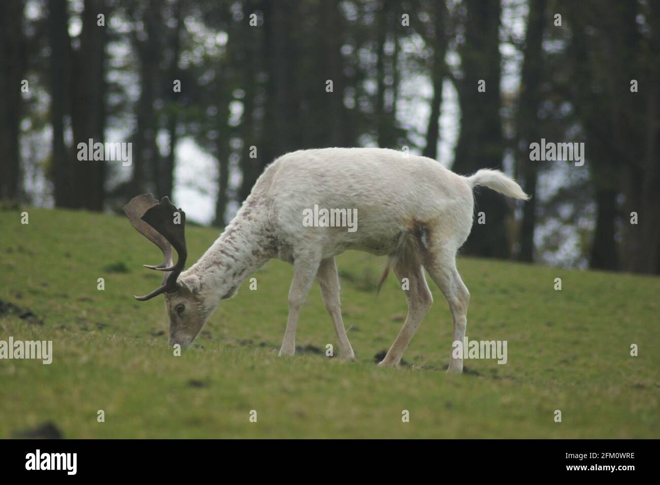 Albino stag eating grass Stock Photo Alamy