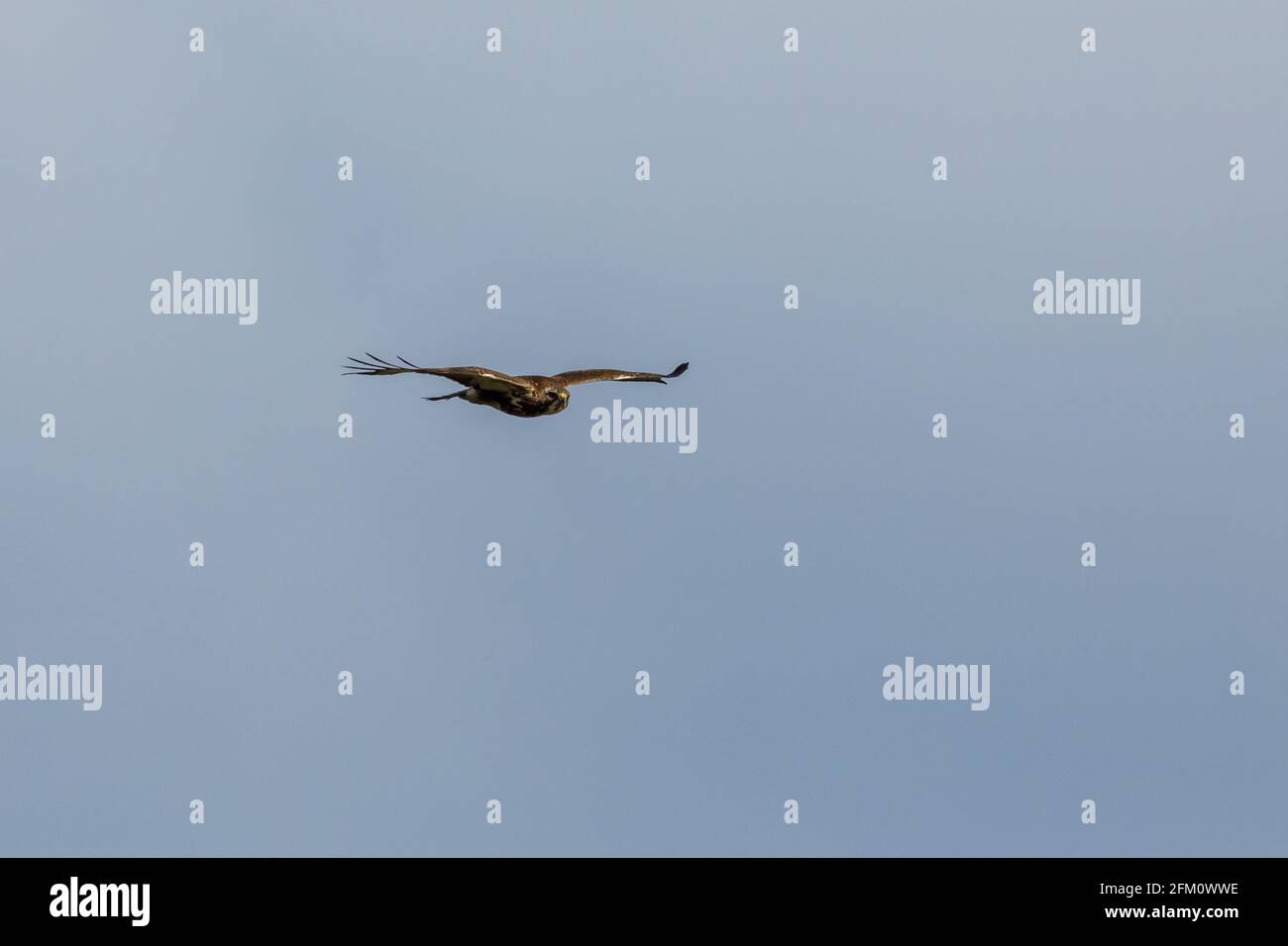 A common buzzard in the air Stock Photo Alamy