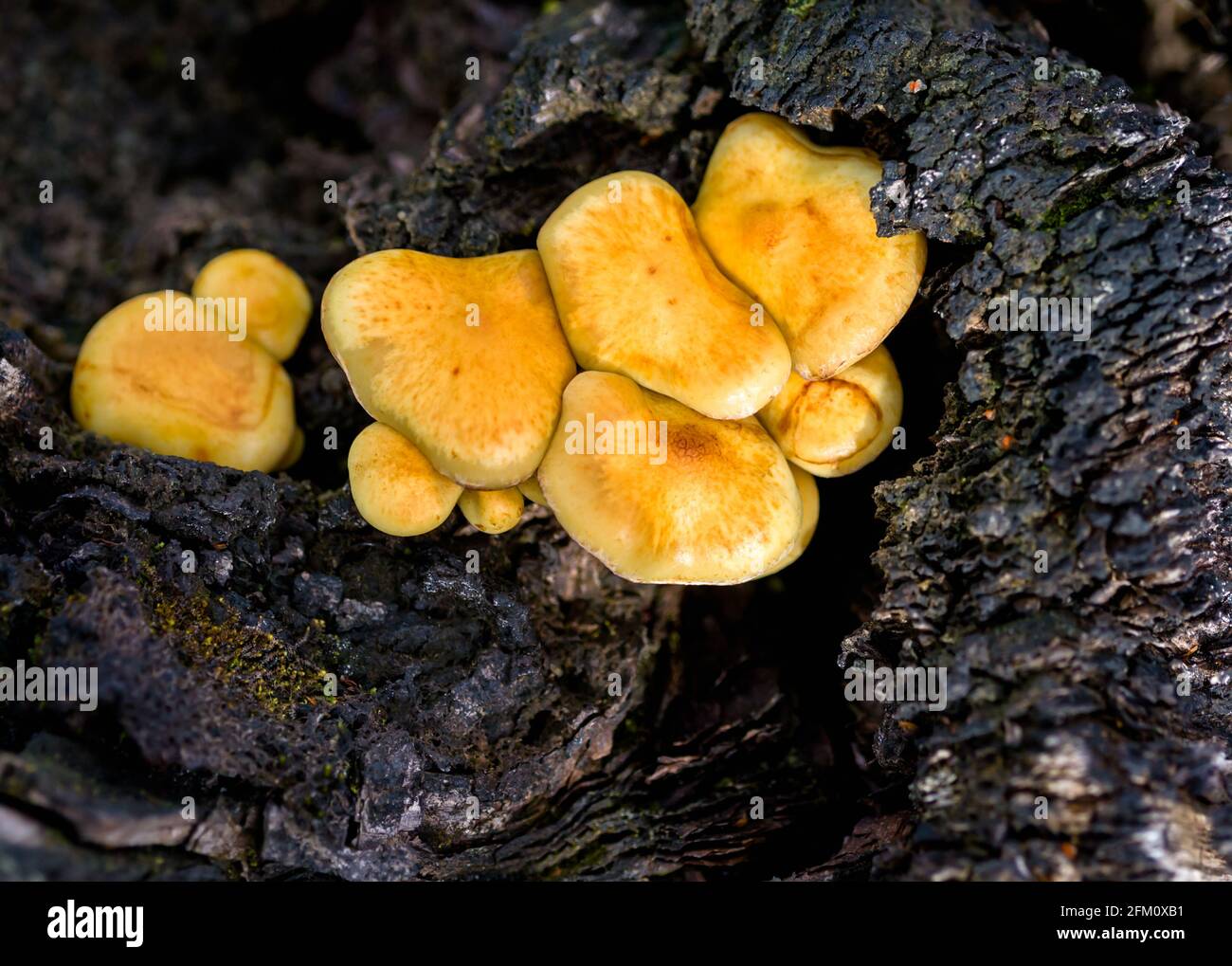 Sheathed Woodtuft Kuehneromyces mutabilis mushrooms growing on dead wood in the Highlands of Scotland Stock Photo