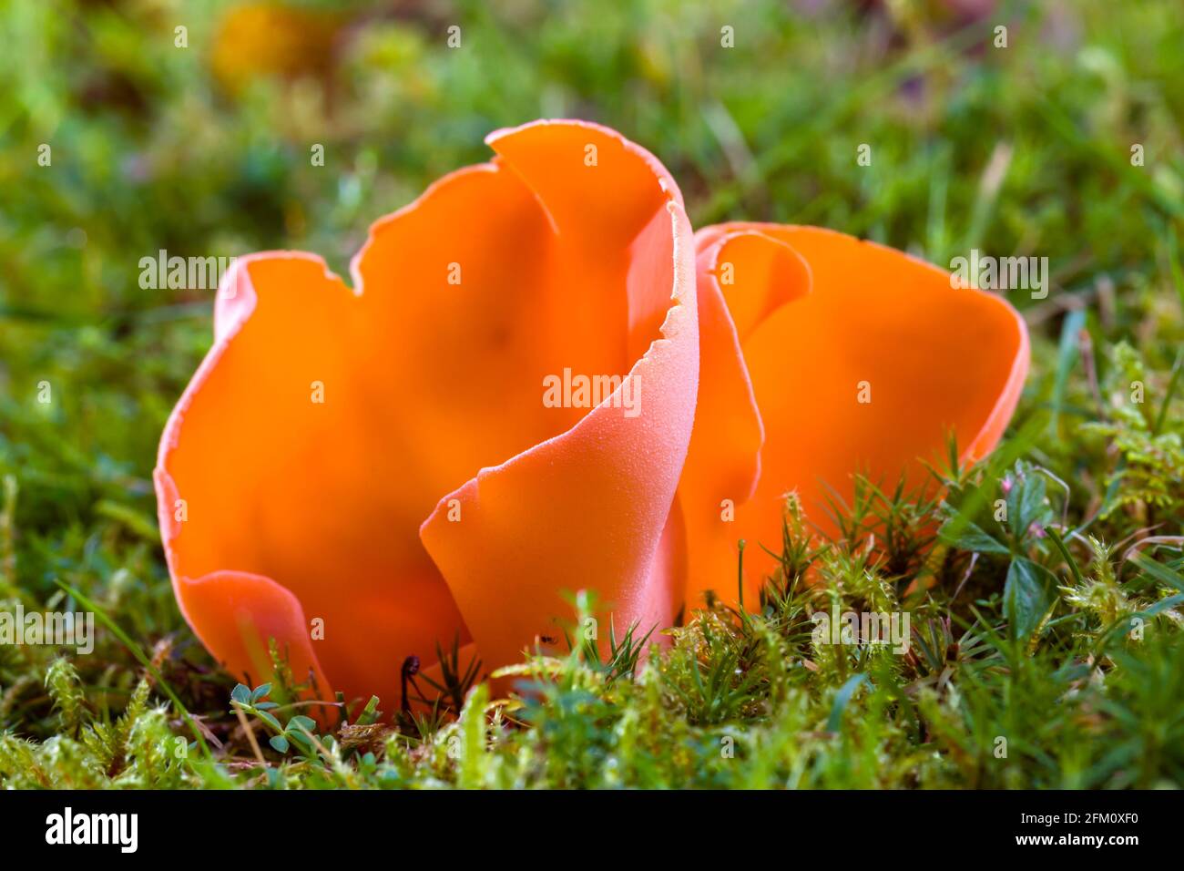 Salmon Salad or Apricot Jelly Guepinia helvelloides orange pink mushroom growing on grass in the Highlands of Scotland Stock Photo