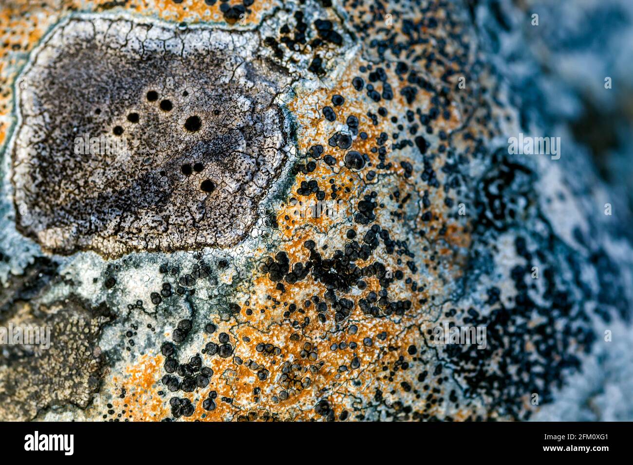 Lichens growing on a stone. Including Thelidium papulare, Diploschistes scuposus, Caloplaca teicholyta, Lecidella stigmatea Stock Photo