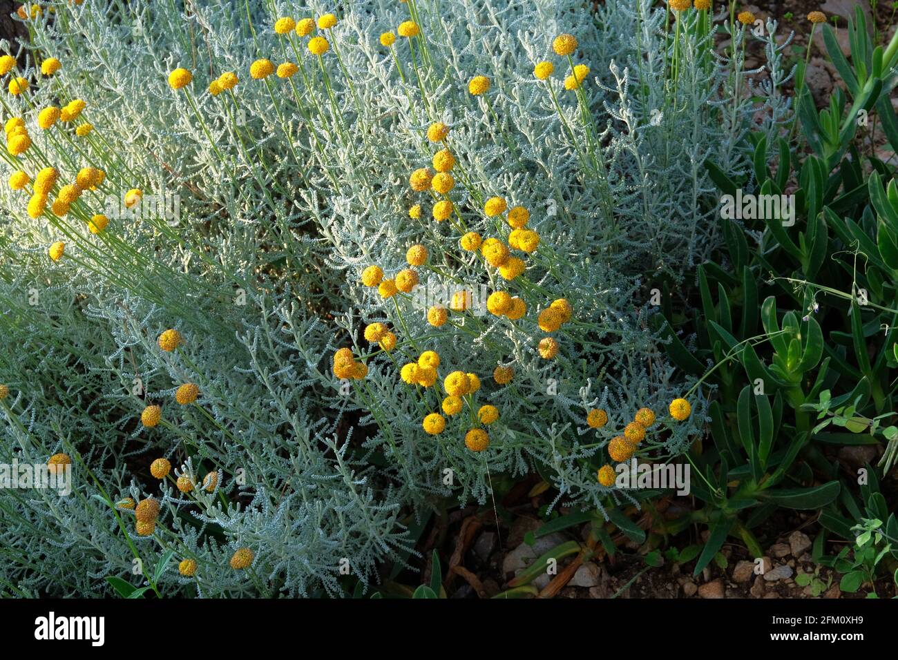 Yellow flowers for herbalism. Medicinal herb. Helichrysum flowers on green nature background. Stock Photo
