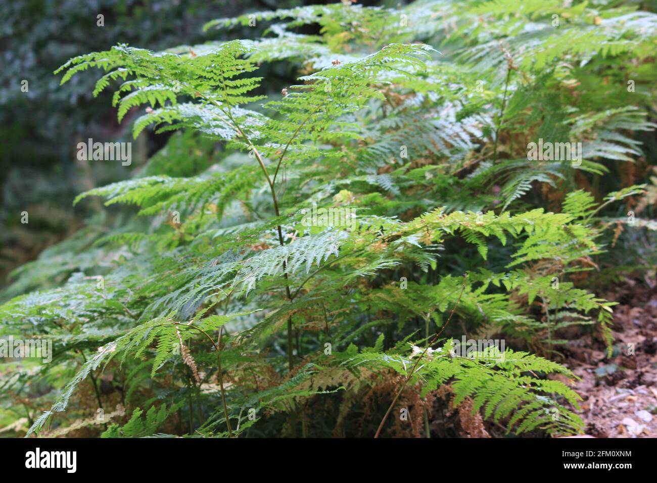 Fern leaves detail hi-res stock photography and images - Alamy