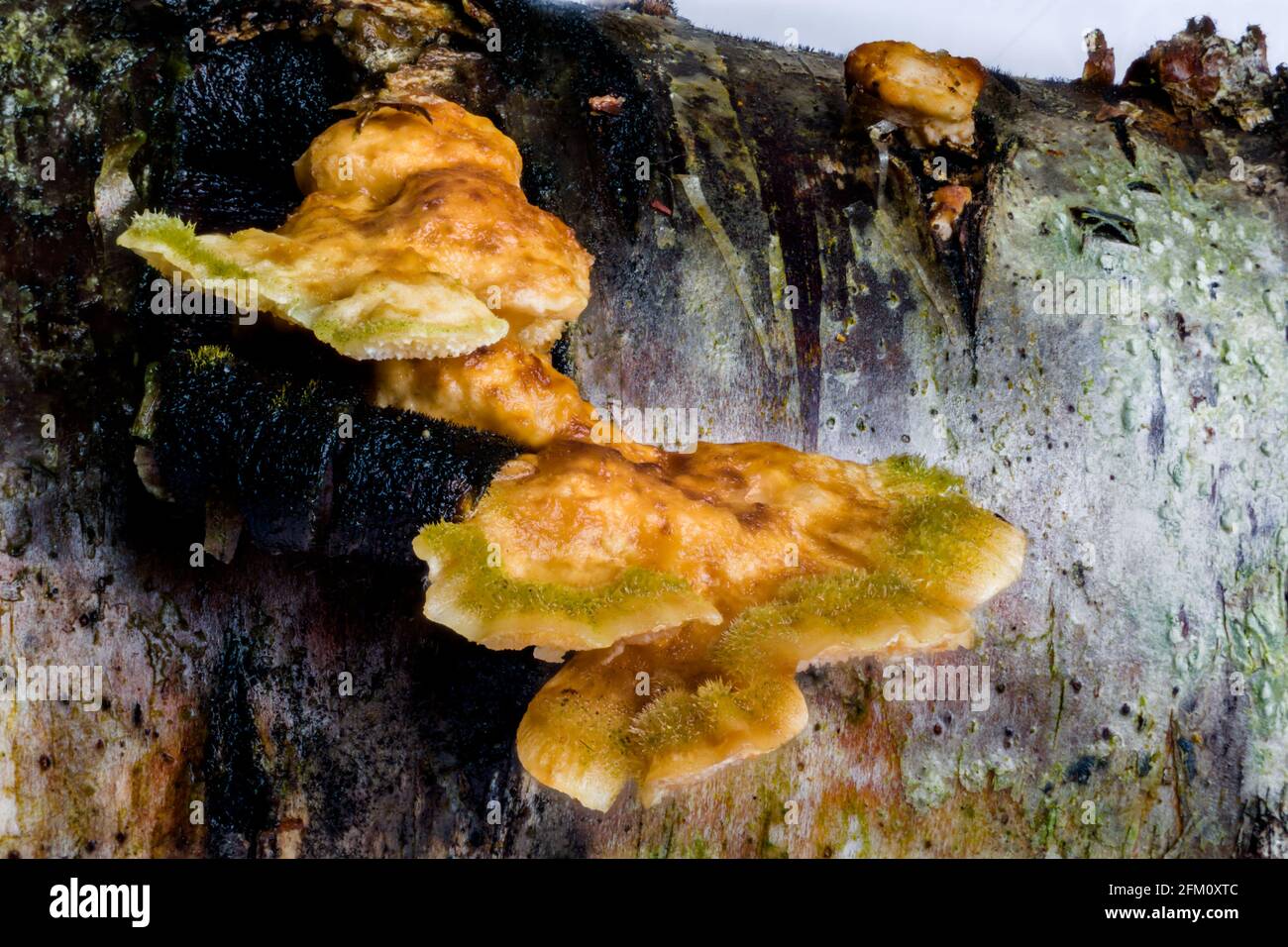 Hairy Curtain Crust Stereum hirsutum bracket fungi growing on dead wood in the Highlands of Scotland Stock Photo