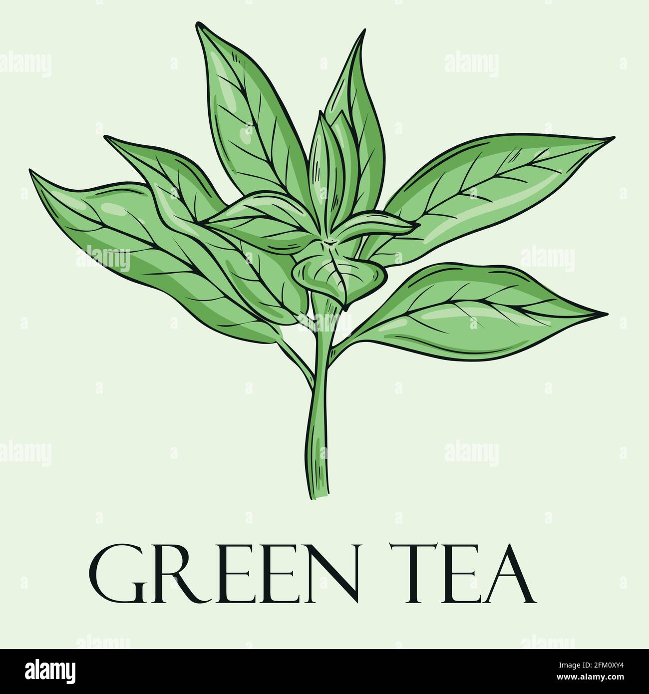 Tea leaf, vector. Hand drawing Stock Vector Image & Art Alamy