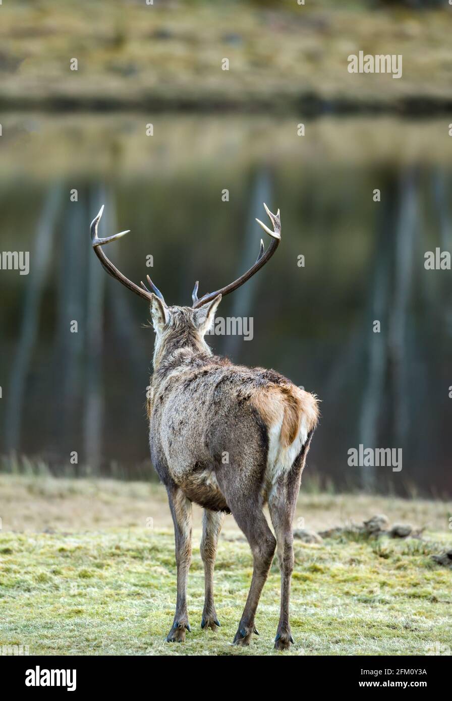 Male Red deer Cervus elaphus stags in the Highlands of Scotland Stock Photo