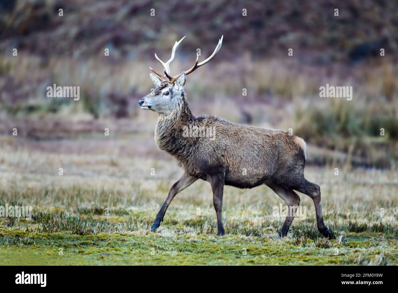 Male Red deer Cervus elaphus stag in the Highlands of Scotland Stock Photo