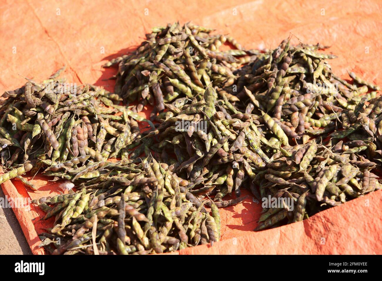Toor dal seeds or fresh pigeon pea for sale in weekly market in Araku village, Andhra Pradesh, India Stock Photo