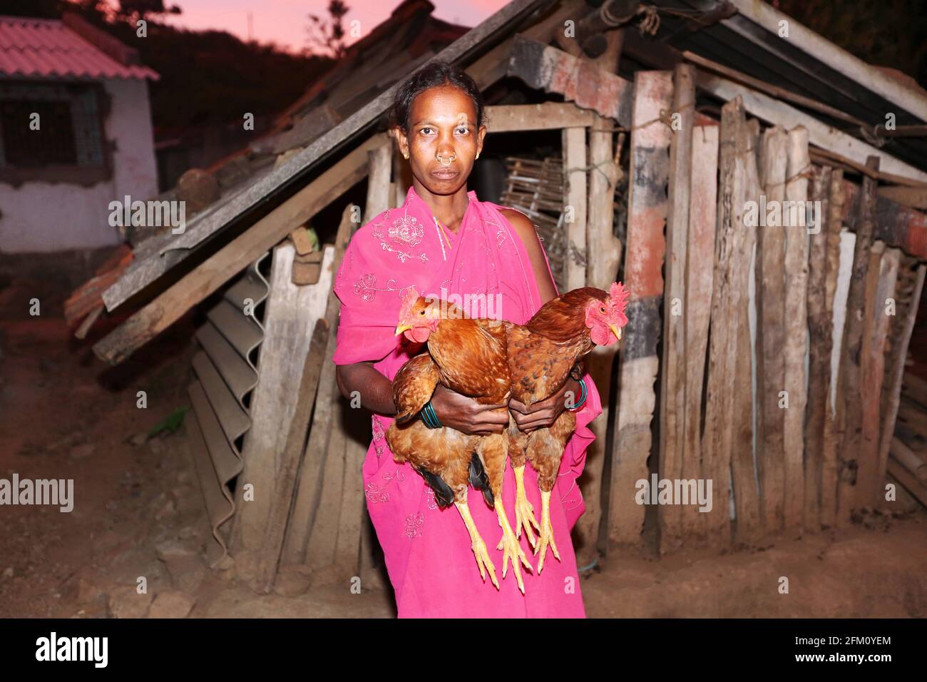 Tribal woman carrying cock at Boriborivalsa Village, Araku, Andhra Pradesh, India. PARANGIPERJA TRIBE Stock Photo
