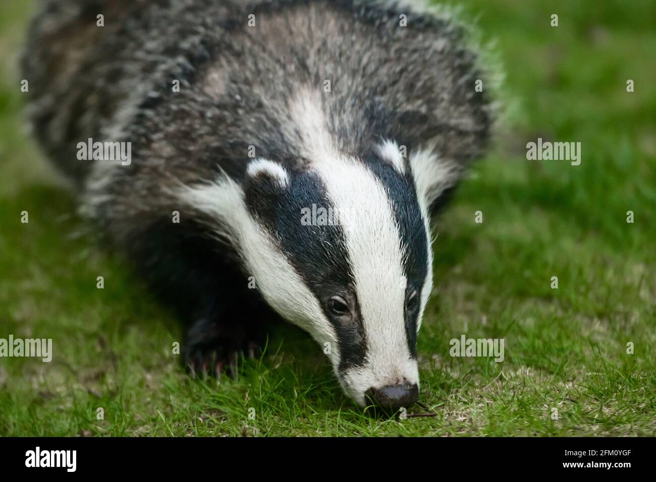 European badger Meles meles also known as the Eurasian badger, in the Highlands of Scotland Stock Photo