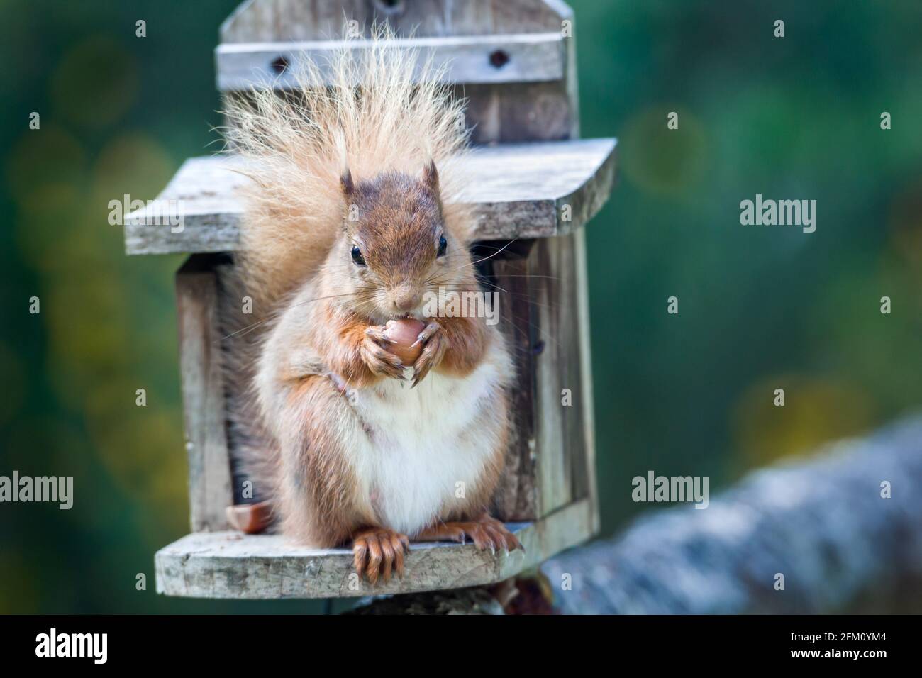 Female Red Squirrel Sciurus vulgaris feeding from a squirrel feeding box in a garden in the Highlands of Scotland Stock Photo