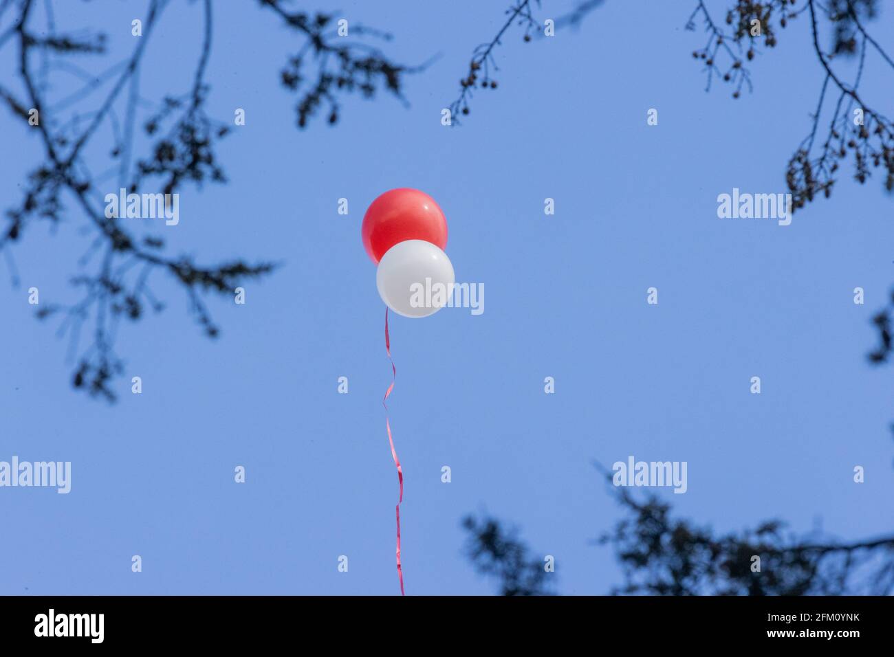 Cologne, Germany. 05th May, 2021. 05 May 2021, North Rhine-Westphalia, Cologne: Balloons in red and white rise into the sky at Willi Herren's funeral service at Melaten Cemetery.  The actor and singer Willi Herren died on April 20. Credit: dpa picture alliance/Alamy Live News Stock Photo