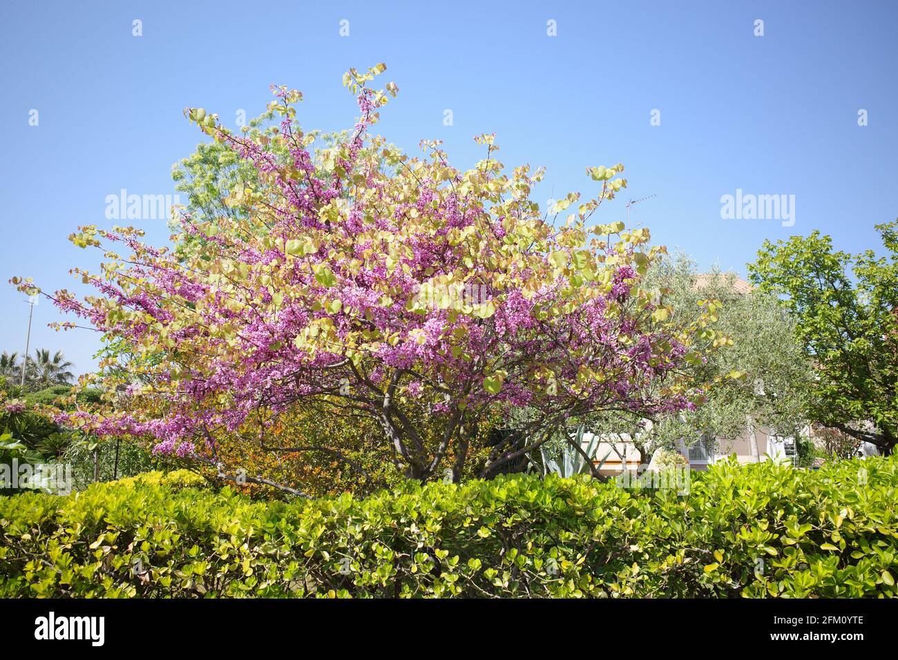 Tree with purple pink flowers green leaves in a backyard or garden over a hedge Stock Photo
