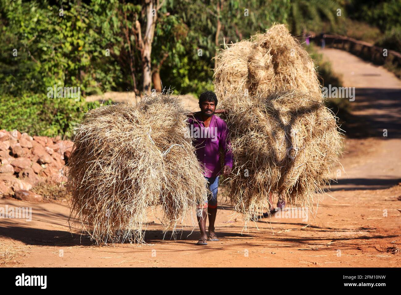 Valmiki tribal man carrying hay stacks at Madagada Village, Andhra Pradesh, India Stock Photo