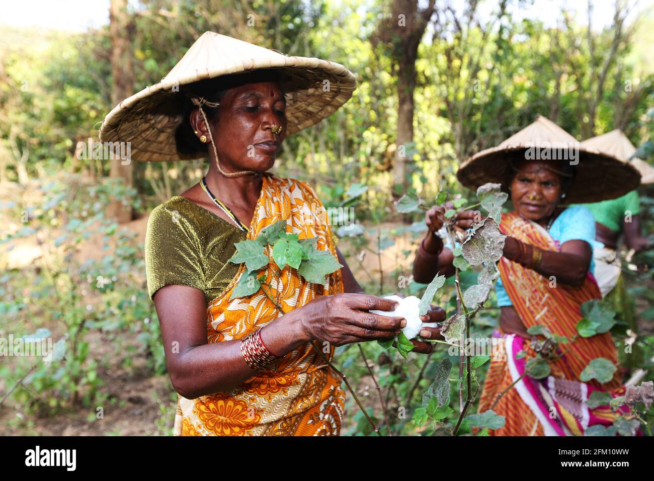 Tribal women working in cotton field wearing coolie hats - cap and jewelry in Jakkaraguda village in Srikakulam district, Andhra Pradesh, India. SAVAR Stock Photo