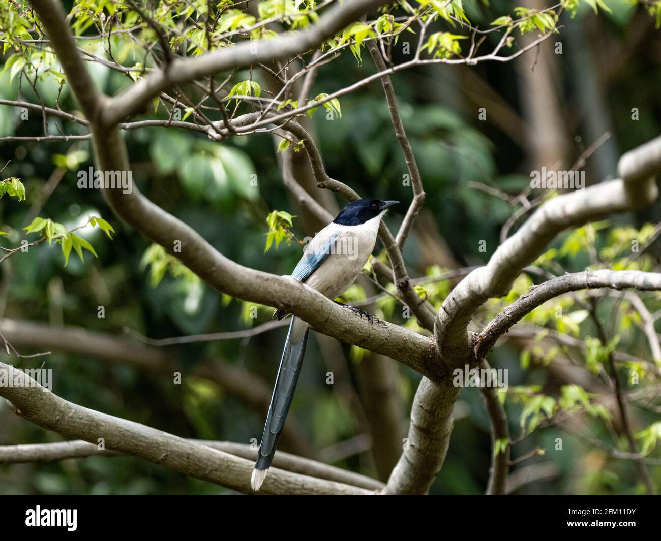 Azure-winged magpie perched on a tree branches Stock Photo