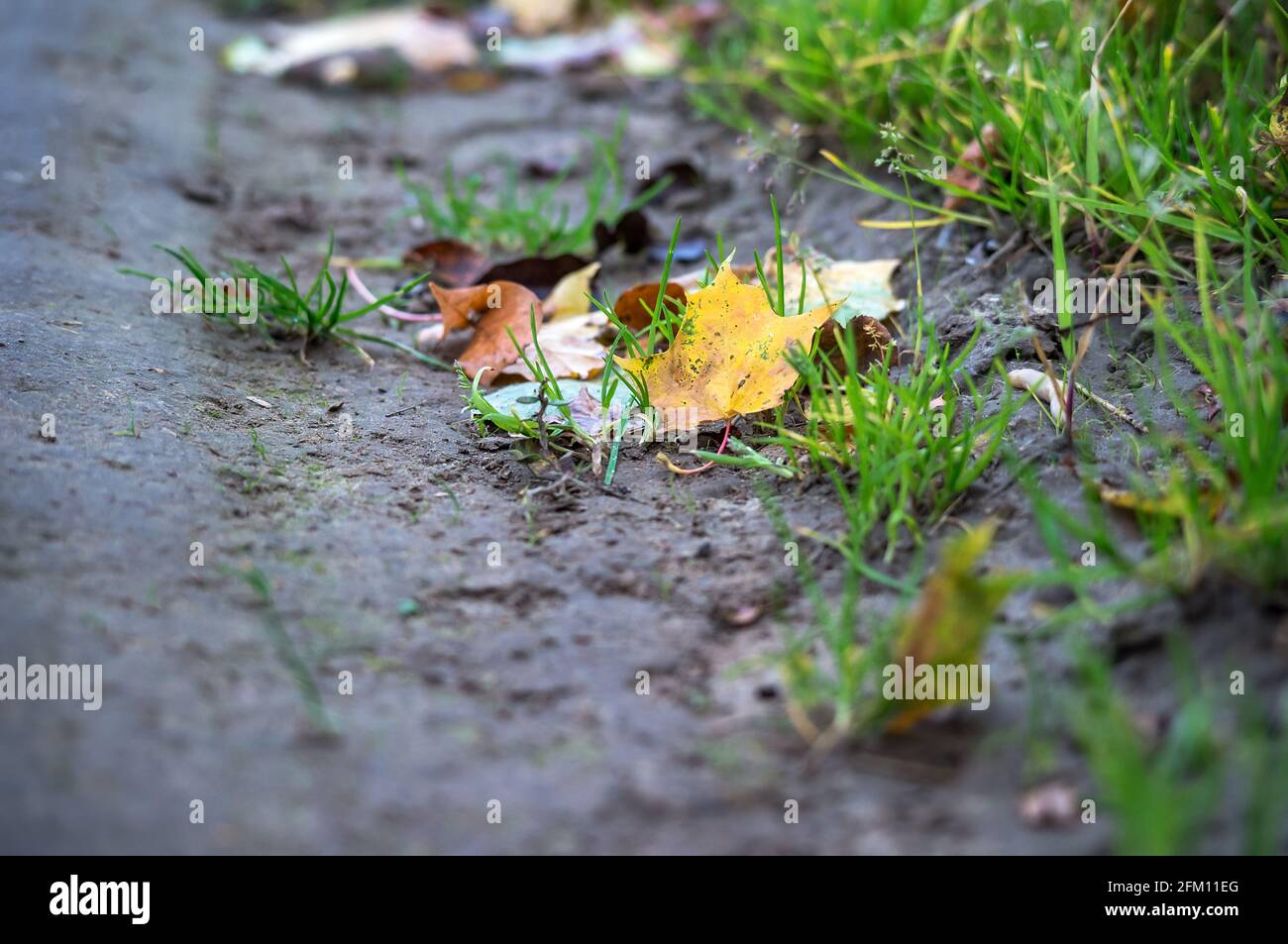 Fallen yellow leaf. Yellow Maple Leaf. Autumn leaf fall. Stock Photo