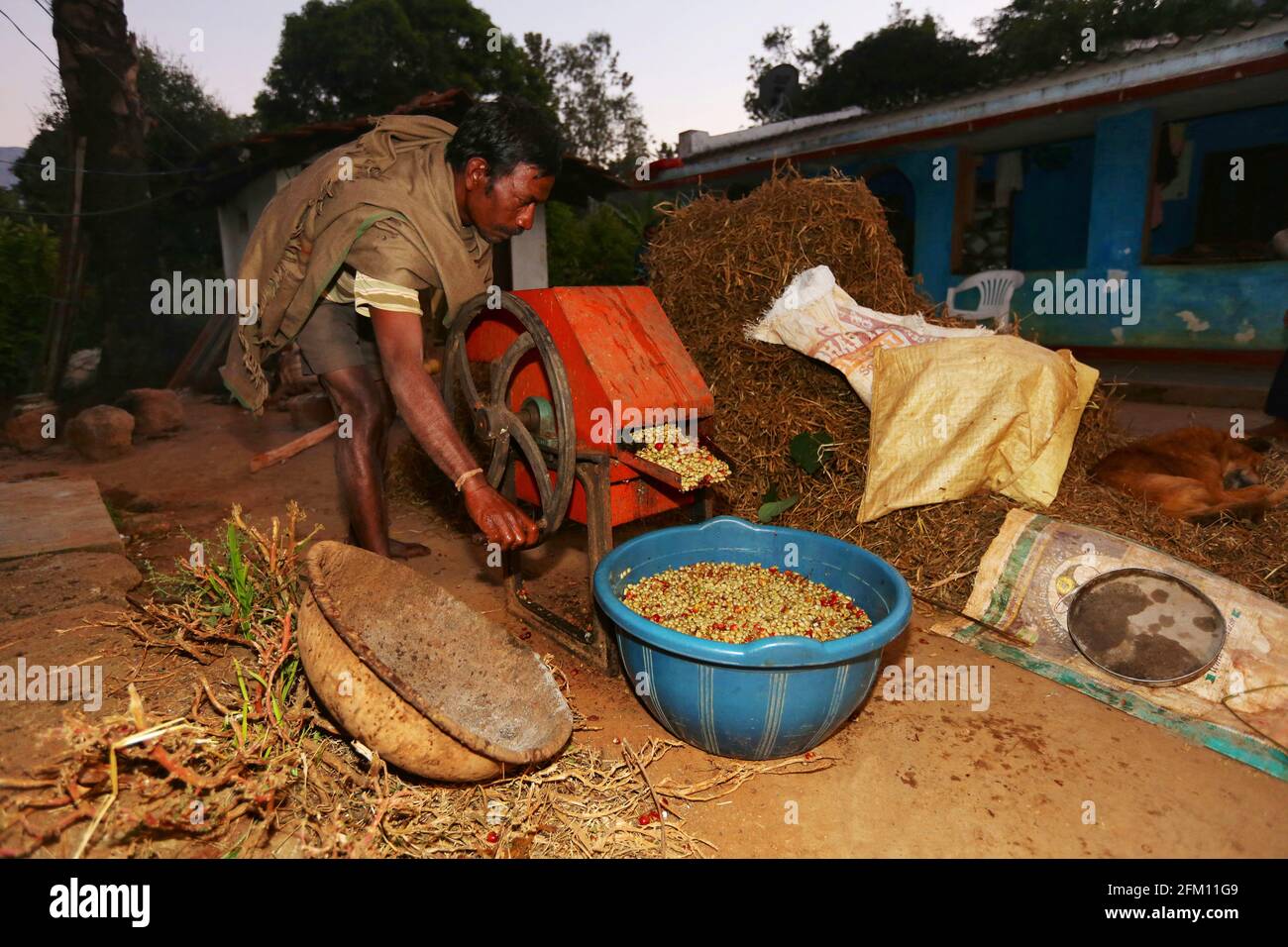Tribal man with Mahua longifolia ( Madhuca - Mahua Beans Shucking Gadget ) at Hattaguda Village, Andhra Pradesh, India. BHATKA TRIBE Stock Photo
